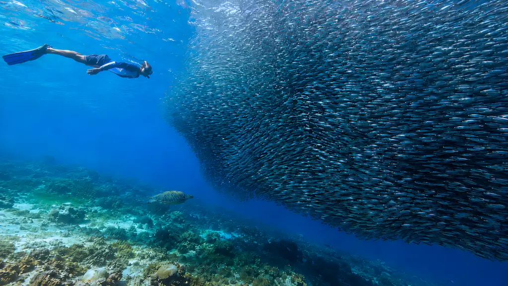 A snorkeler swimming next to a massive dense wall of silver sardines and a sea turtle over a coral reef during the Moalboal sardine run at Panagsama Beach Cebu