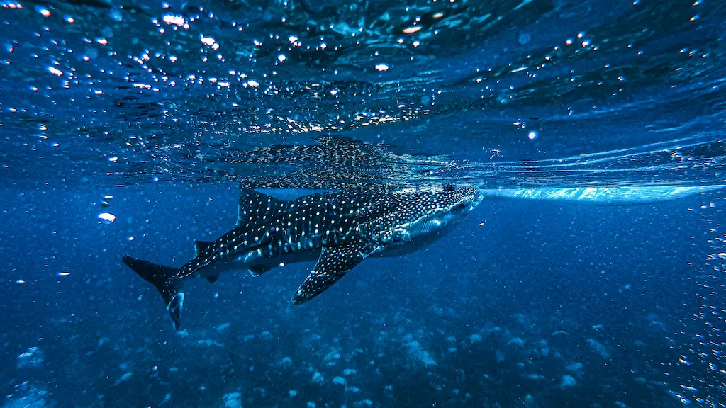 Underwater view of a large speckled whale shark swimming just below the surface in blue ocean water with bubbles in Oslob Cebu