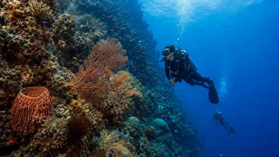 A scuba diver swimming along a steep vertical wall filled with colorful sea fans and a large barrel sponge while scuba diving Mactan reef drops in Cebu