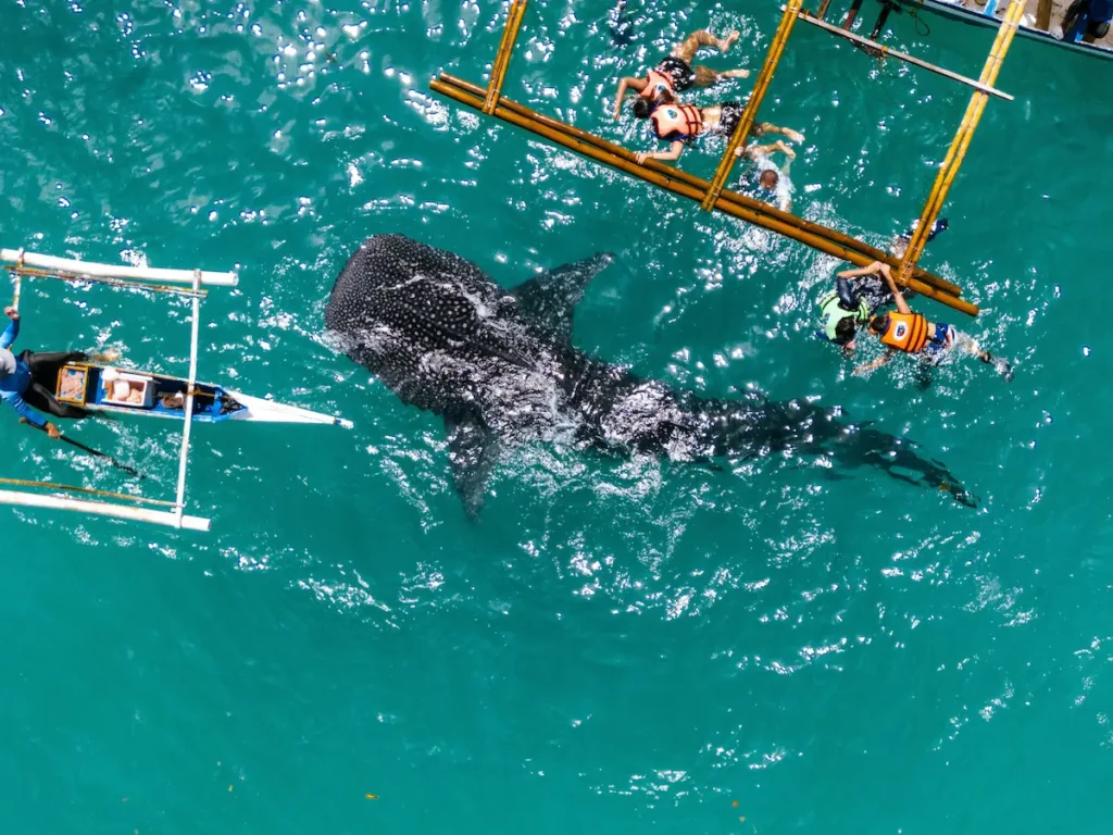 Aerial view of a whale shark swimming in turquoise water near snorkelers and small outrigger boats in Oslob, Cebu.