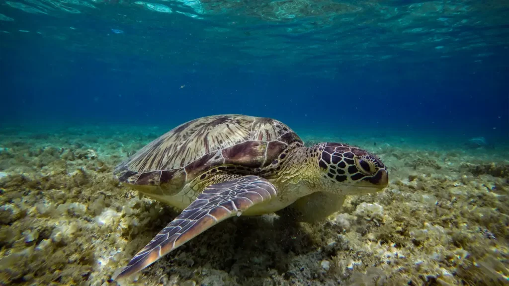 Sea turtle swimming in clear Cebu waters during the dry season, the best time to visit Cebu for snorkeling and diving